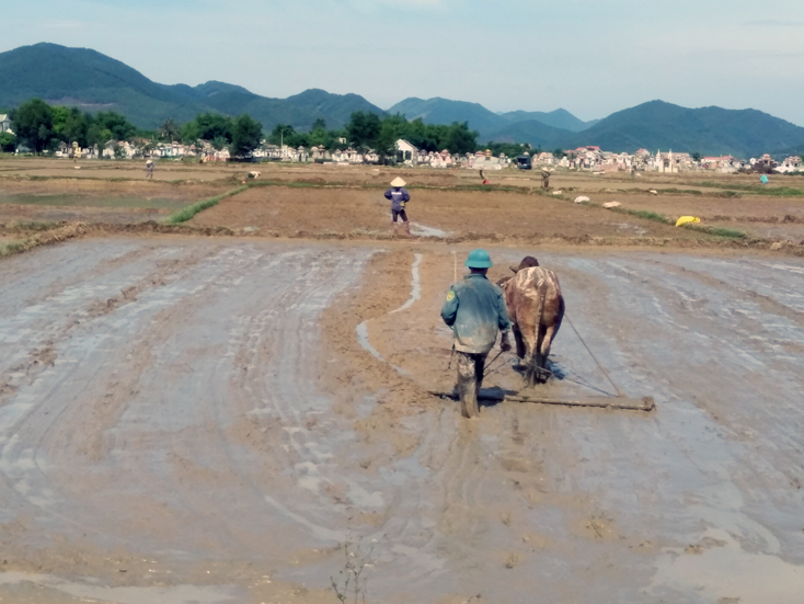 TX. Ba Đồn: Tập trung làm đất, gieo trồng lúa vụ hè-thu