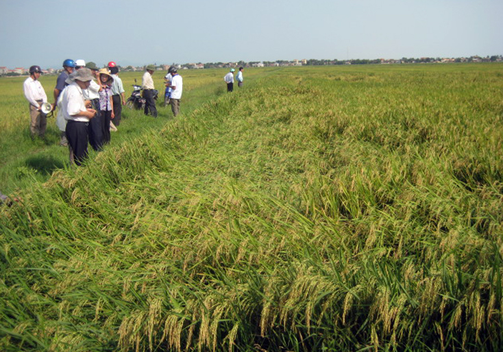 TP. Đồng Hới: Năng suất lúa đông-xuân ước đạt 57,5 tạ/ha