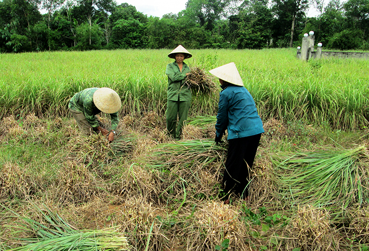Phát huy hiệu quả vai trò tự chủ của nông dân