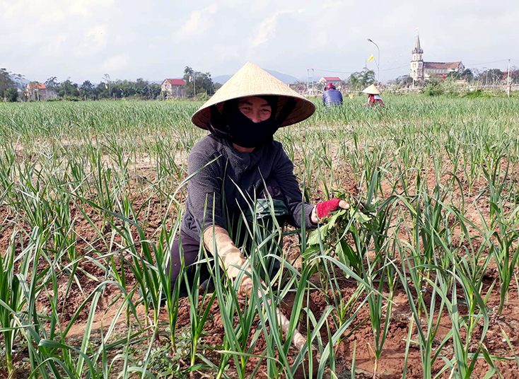 TX. Ba Đồn: Đẩy mạnh chuyển đổi cơ cấu cây trồng