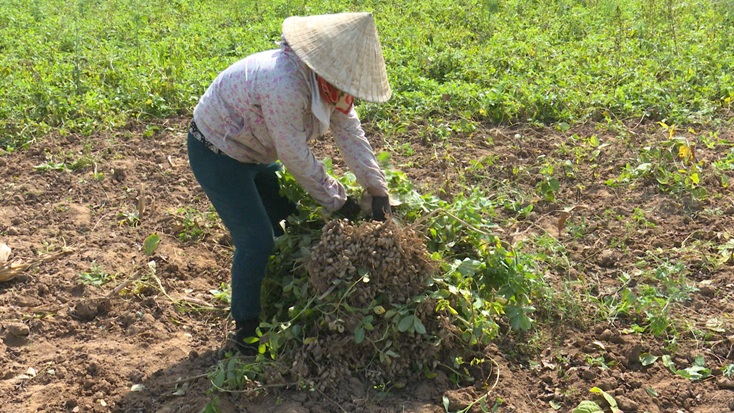 Nông dân Ba Đồn: Tập trung thu hoạch lạc