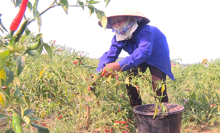 Bố Trạch được mùa ớt