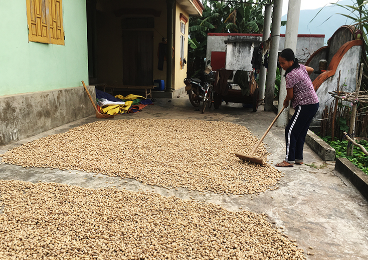 Chuyển đổi diện tích đất lúa kém hiệu quả sang trồng lạc ở Quảng Kim:  Hướng đi phù hợp