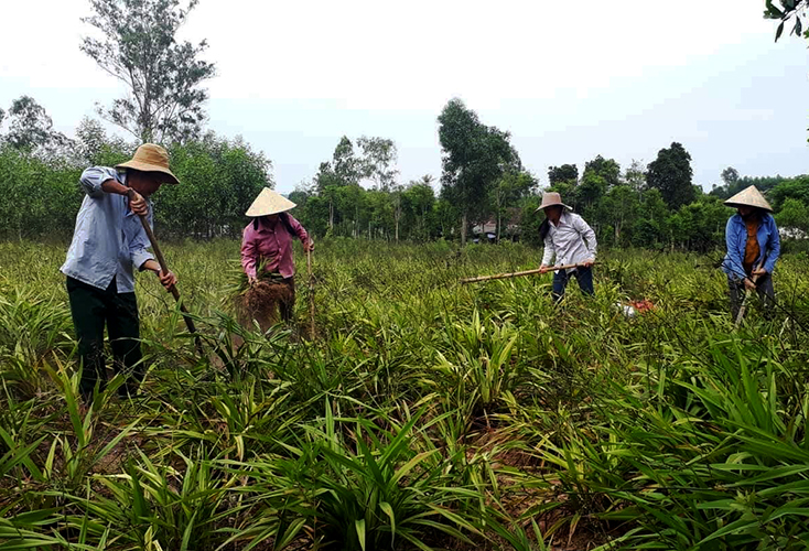 Lệ Thủy:  Hiệu quả bước đầu từ cây nhang nguyên liệu