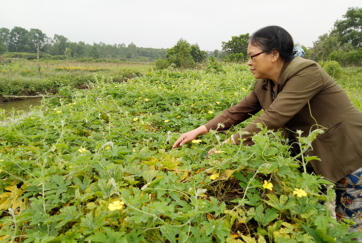 Nữ cựu chiến binh làm kinh tế giỏi