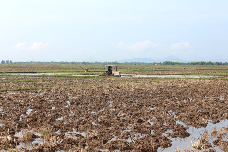 Quảng Ninh: Gieo sạ trên 1.600ha lúa hè-thu