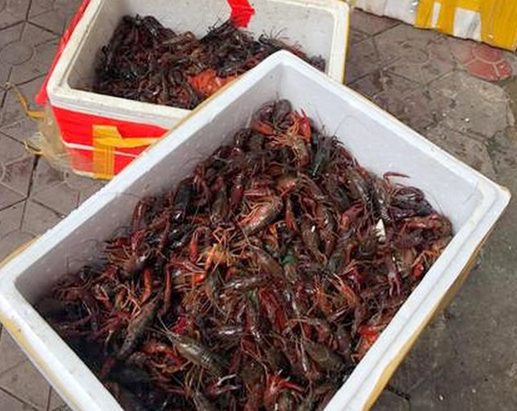Xử lý nghiêm các hành vi buôn bán, gây nuôi tôm hùm đất