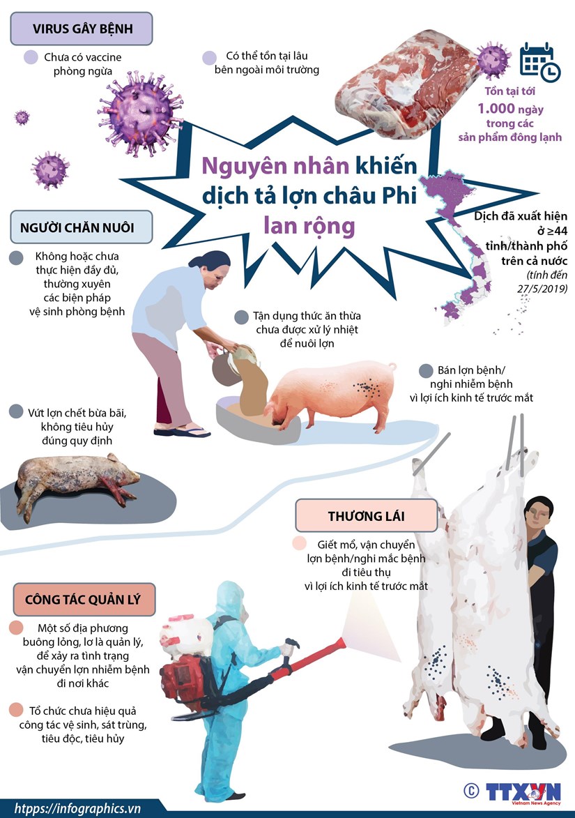 [Infographics] Nguyên nhân khiến dịch tả lợn châu Phi lan rộng