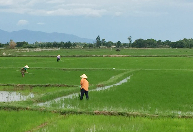 Toàn tỉnh gieo cấy hơn 12.000ha lúa hè-thu