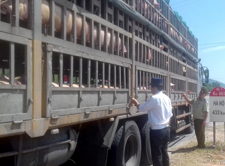 Phòng, chống dịch tả lợn châu Phi:  Khẩn cấp và quyết liệt