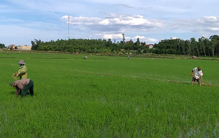 Nông dân Quảng Ninh tích cực chăm sóc lúa hè-thu