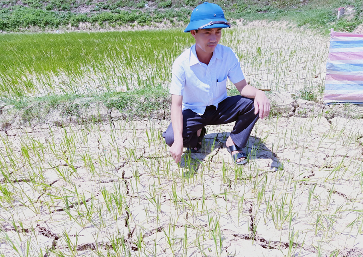 TX. Ba Đồn: Hơn 200ha lúa có nguy cơ hạn nặng