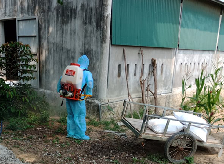Bố Trạch:  Đẩy mạnh các biện pháp phòng, chống bệnh dịch tả lợn châu Phi