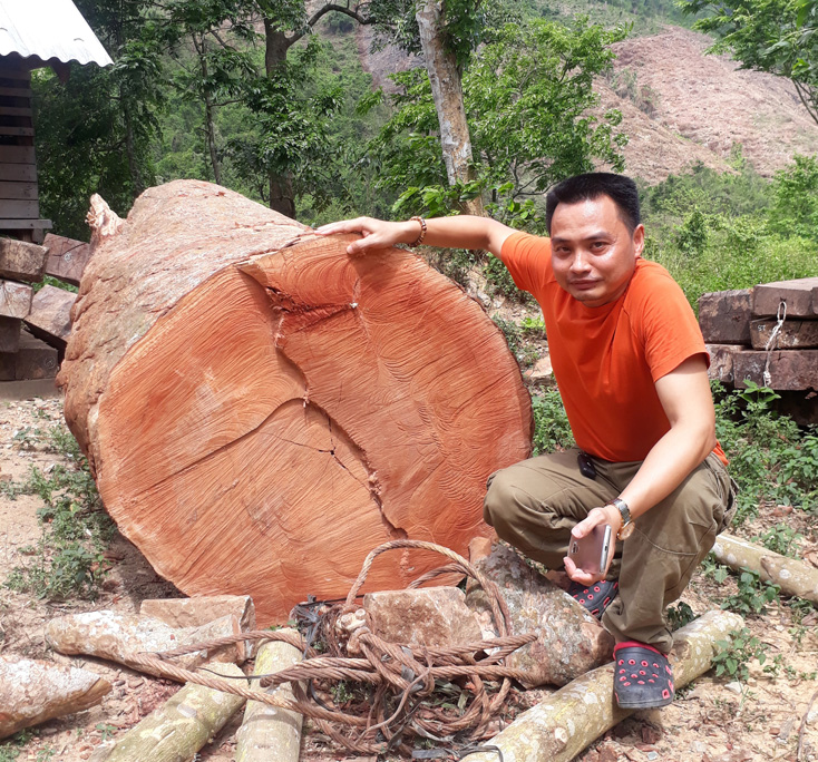 1 cây gỗ sú gần 10m3 bị đốn hạ giữa rừng Trường Sơn