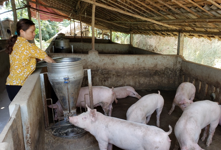 Hỗ trợ 455 phụ nữ nghèo, cận nghèo vay vốn phát triển kinh tế
