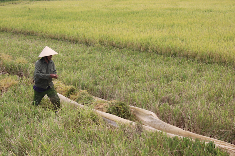 Liên kết sản xuất nông nghiệp trên 7.125ha diện tích