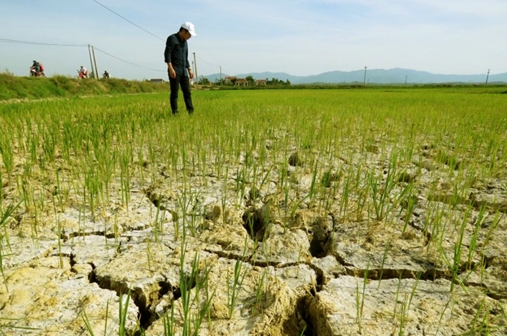 Gần 1.700ha lúa bị khô hạn do nắng nóng kéo dài