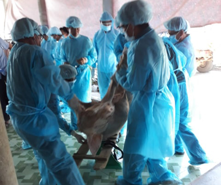 Lệ Thủy: 7 xã công bố bệnh dịch tả lợn châu Phi