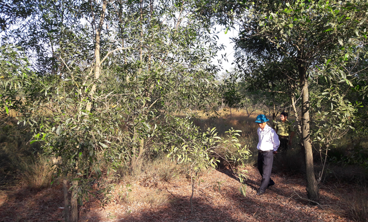 Bố Trạch: Giao khoán 3.500ha rừng cho cộng đồng bảo vệ