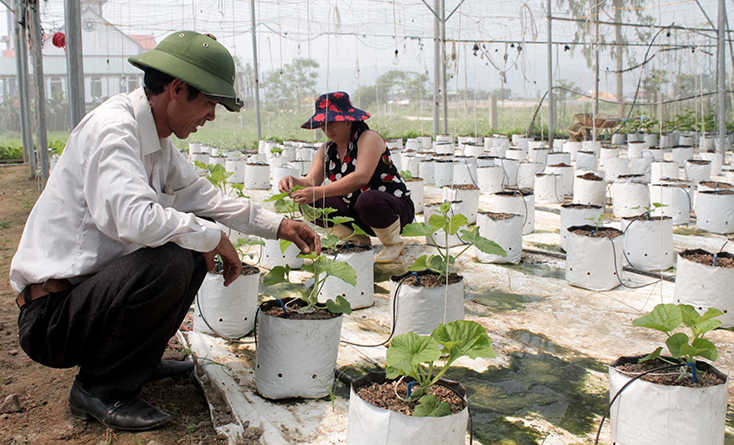 Nông nghiệp sạch vì sức khỏe người tiêu dùng