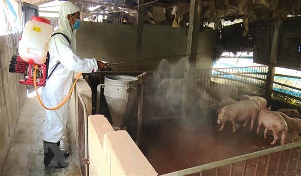 Ứng phó dịch tả lợn châu Phi: Làm gì trong lúc chờ vắcxin?
