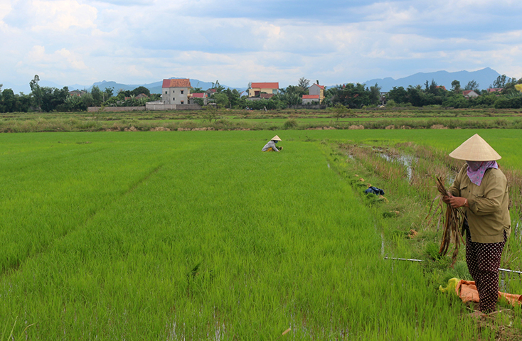 Quảng Ninh: Đồng bộ các giải pháp chống hạn cho cây trồng