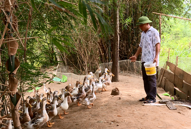 Thu nhập khá từ mô hình nuôi vịt biển