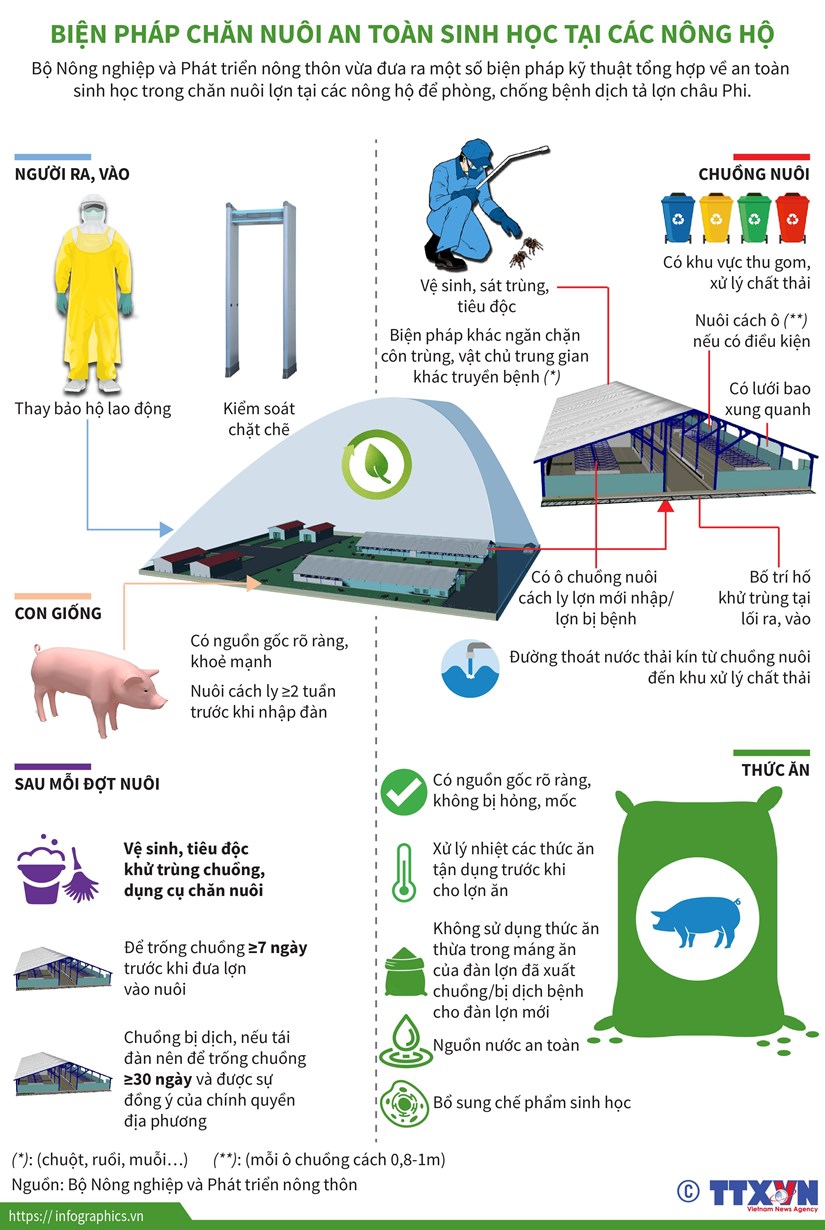 [Infographics] Chăn nuôi an toàn sinh học, phòng dịch tả lợn châu Phi