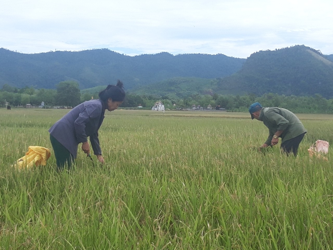 Minh Hóa: Trên 100ha lúa vụ hè-thu mất trắng