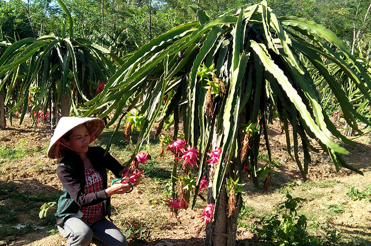 Phụ nữ Minh Hóa: 530 mô hình sản xuất kinh doanh giỏi