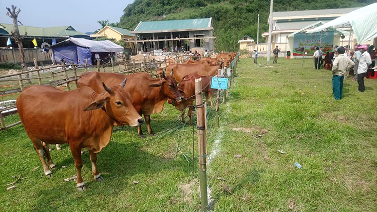 Tuyên Hóa: Thoát nghèo nhờ đề án hỗ trợ bò giống sinh sản
