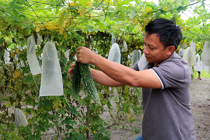 Giấc mơ rau sạch Đồng Trạch
