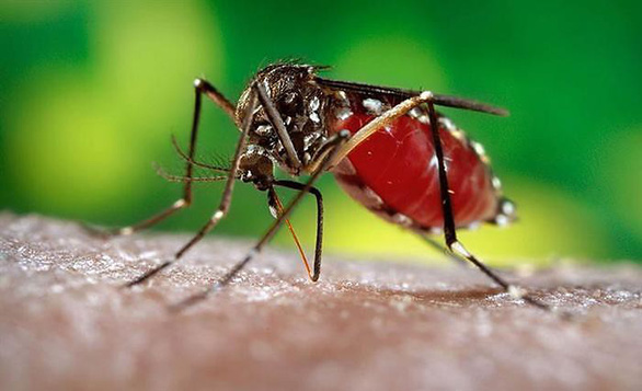 Bệnh mùa mưa nguy hiểm nhất do muỗi vằn gây ra