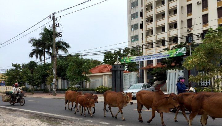 Lùa bò đi giữa đường phố