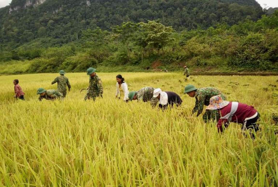 Đồn Biên phòng Cà Xèng giúp dân thu hoạch lúa vụ hè-thu