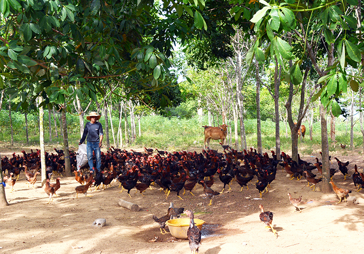 Vững vàng Tây Trạch
