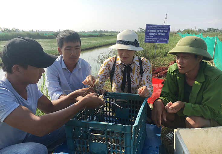 Tổng kết mô hình tôm càng xanh trên đất lúa chuyển đổi