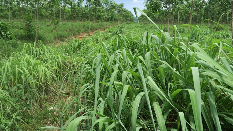 Trồng sả xen canh cao su để thu tinh dầu và làm phân bón hữu cơ