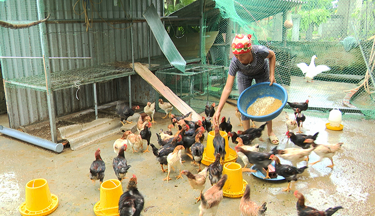 Thoát nghèo bền vững nhờ chăn nuôi