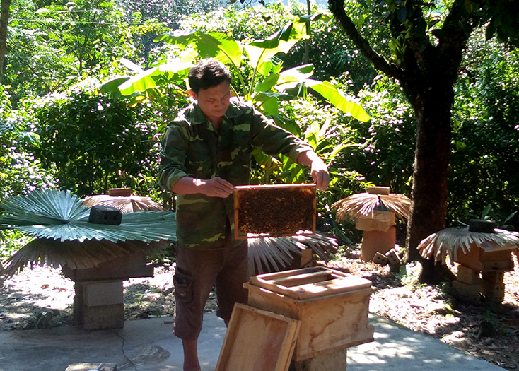Minh Hóa: Thu nhập cao từ nuôi ong nội lấy mật