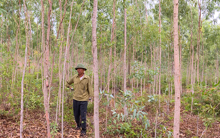 Nghị lực của ông Đào