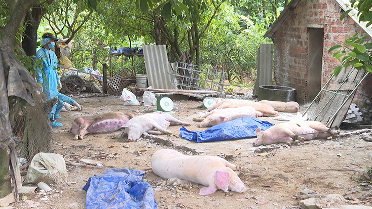 Quảng Bình: 24 xã, phường đang có dịch tả lợn châu Phi