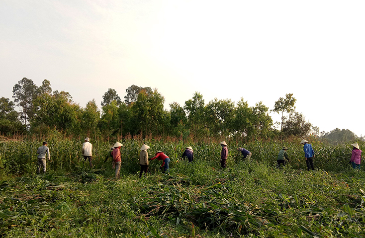 Bố Trạch:  Năng suất cây ngô tăng cao