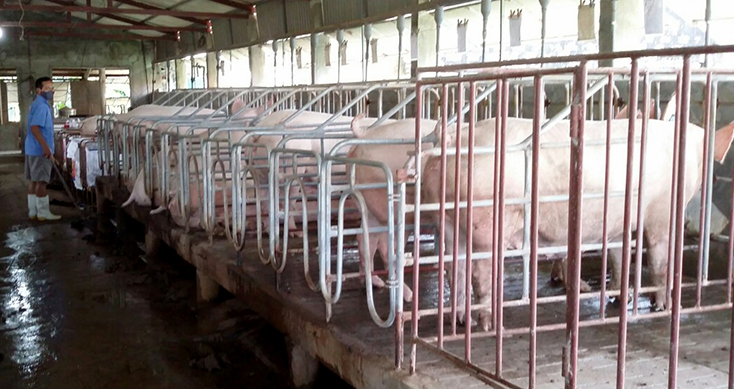 Người nông dân "làm giàu" từ đầm hoang