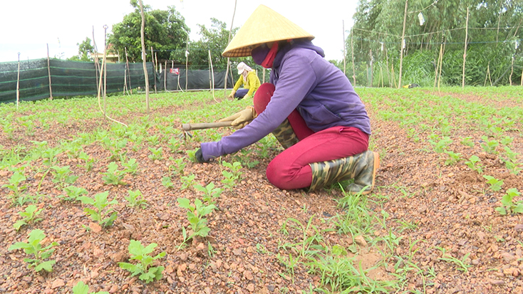 Nông dân xã Lý Trạch tích cực chăm sóc hoa Tết