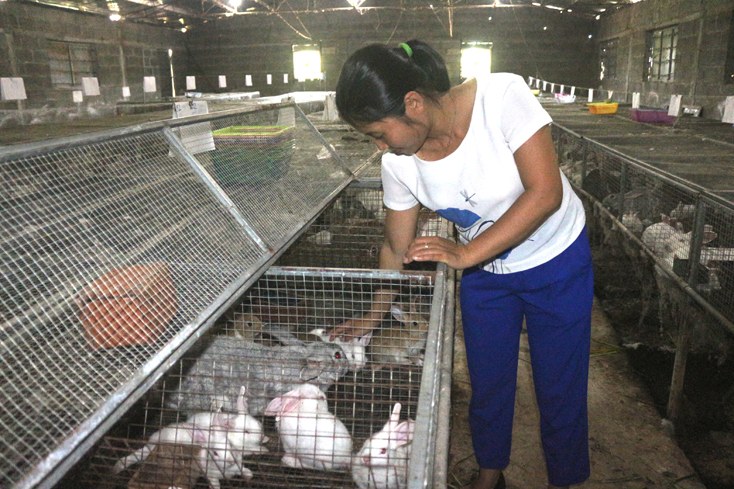 Quảng Ninh: Phát huy hiệu quả hoạt động của các mô hình hợp tác xã