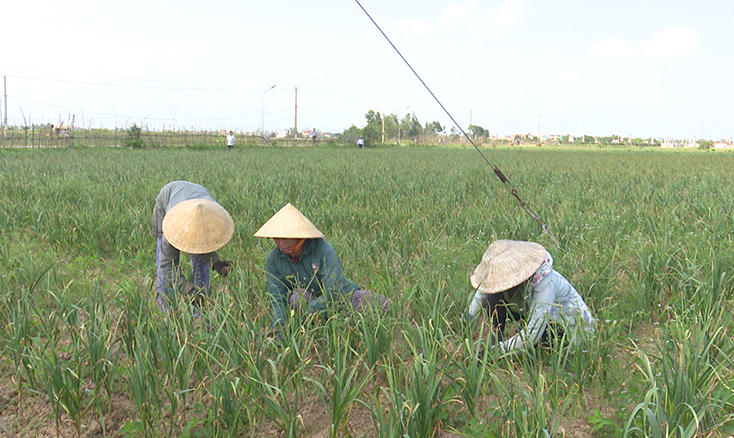 TX. Ba Đồn:  Hướng tới các chuỗi sản phẩm mới
