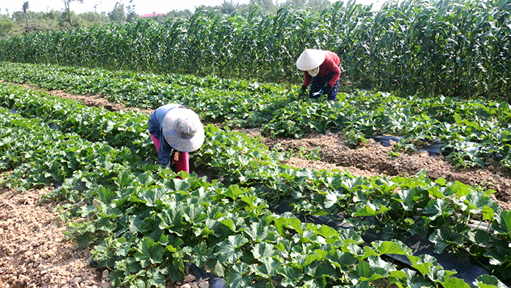 Hội LHPN huyện Quảng Ninh:  Sáng tạo khởi nghiệp, phát triển kinh tế