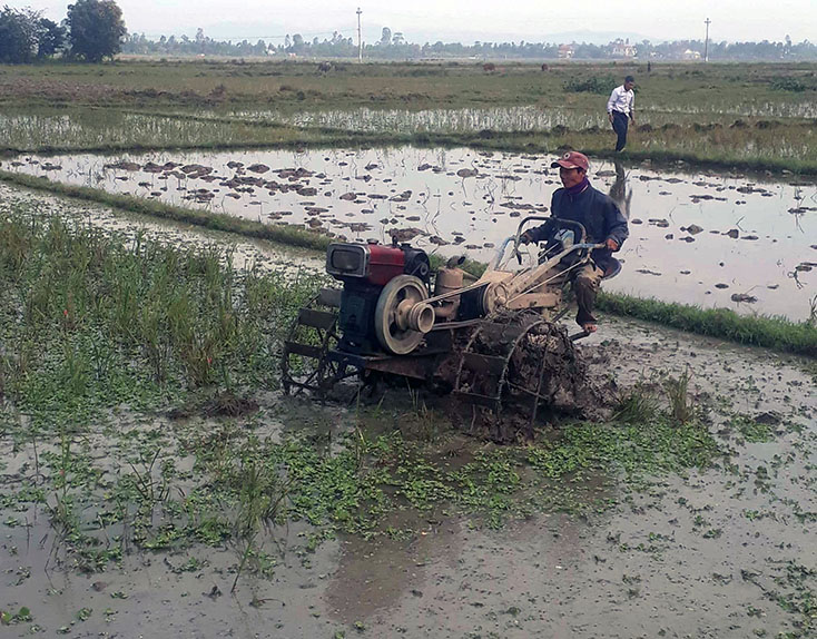 Thị xã Ba Đồn: Tập trung làm đất, gieo trồng lúa vụ đông-xuân