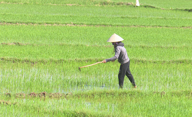 Nông dân thị xã Ba Đồn: Tích cực chăm sóc lúa đông xuân